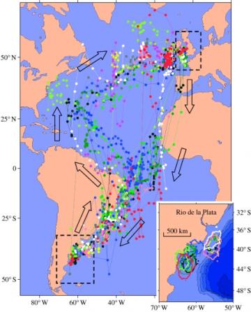 gls-based track of manx shearwater annual migration
